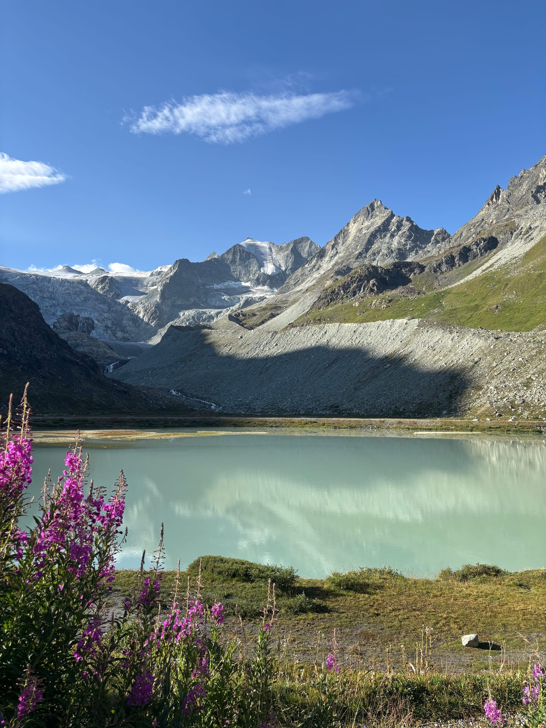 Lac de Châteaupré, with milky turquoise water, the Moiry glacier and its moraine behind and pink fireweed in the foreground