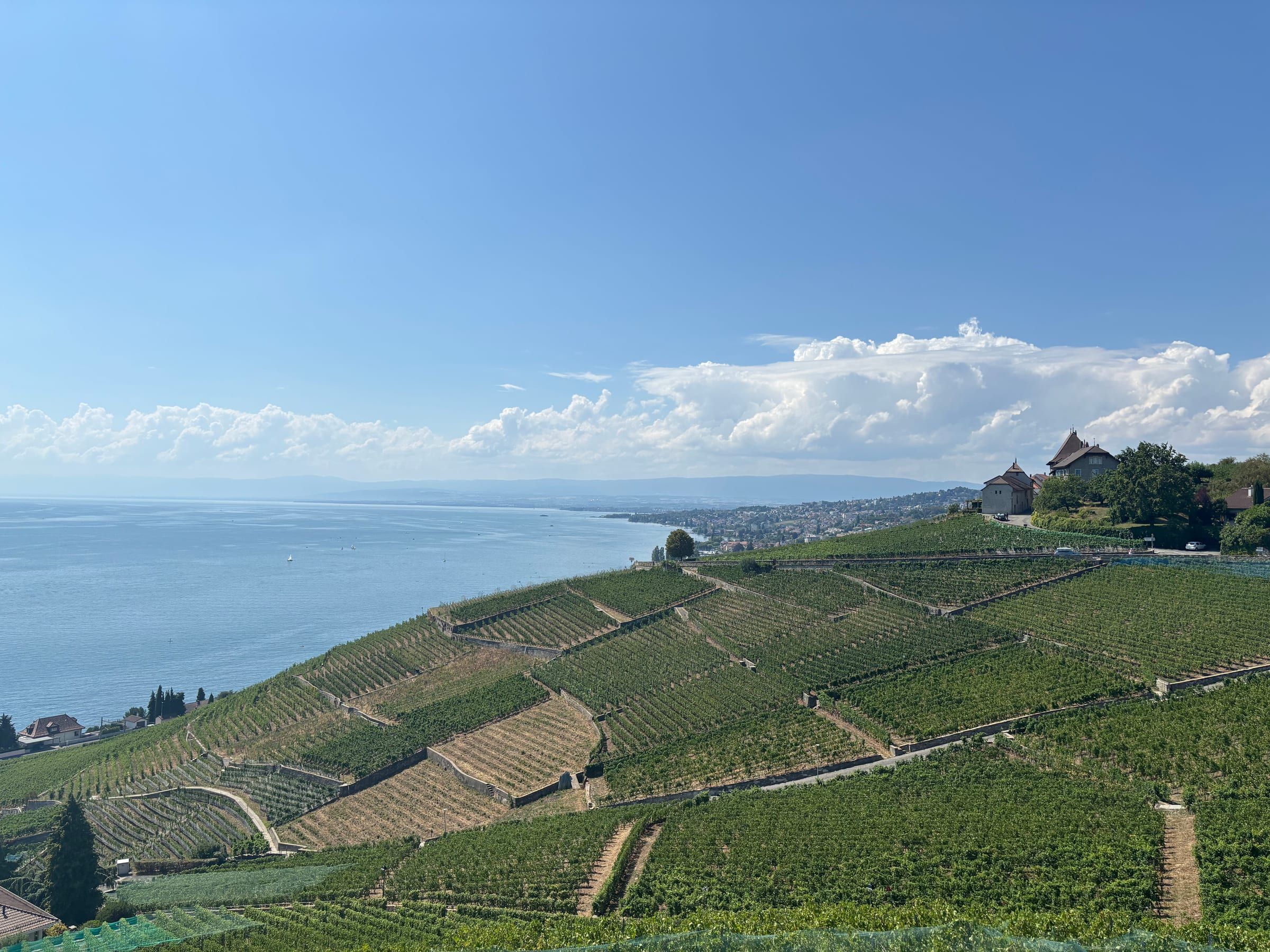 Lavaux terraced vineyards sloping down to Lake Geneva under a summer sky